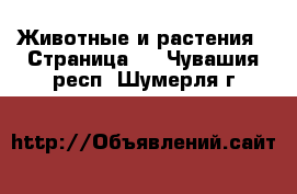  Животные и растения - Страница 2 . Чувашия респ.,Шумерля г.